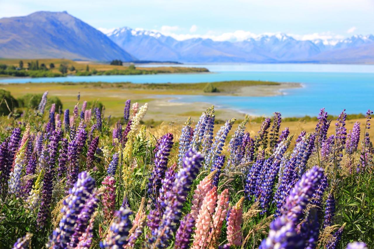 Galaxy Boutique Hotel Lake Tekapo Εξωτερικό φωτογραφία Lupine flowers at Lake Tekapo